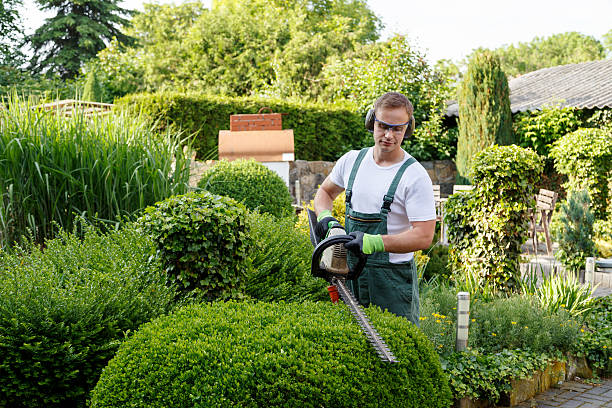 Best Lawn Dethatching  in USA